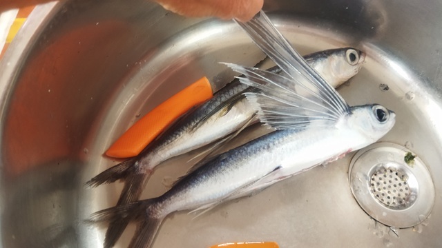 poissons volants