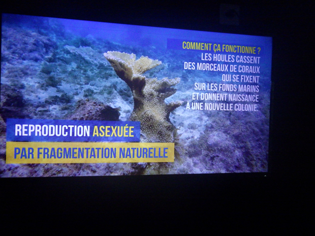 reproduction asexuée