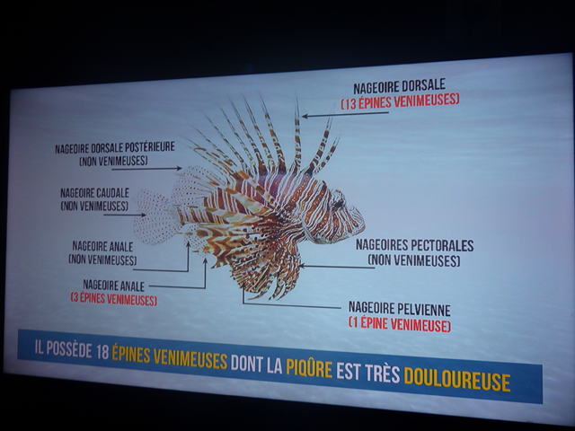 description poisson lion