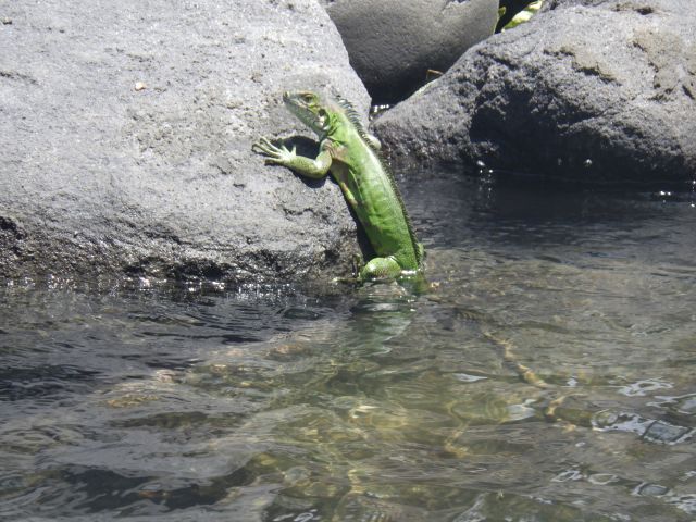 iguane