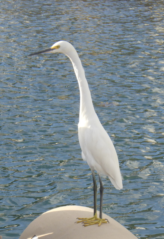 aigrette