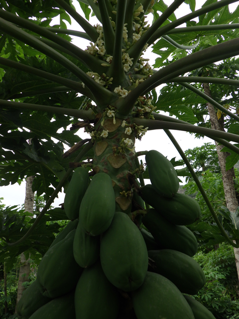papaye