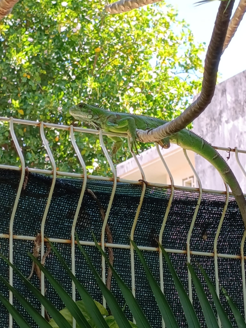 iguane