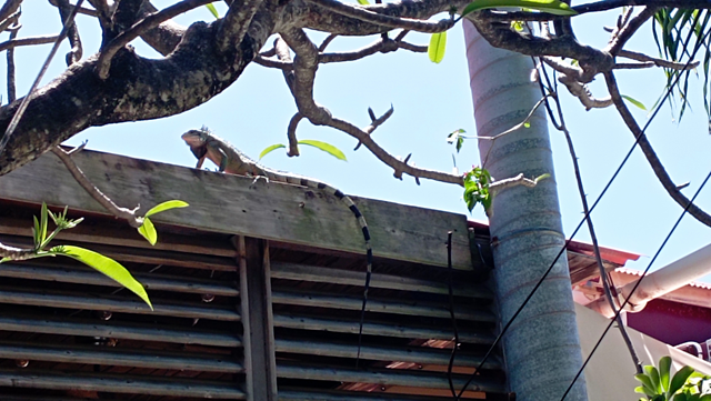 iguane sur le toit